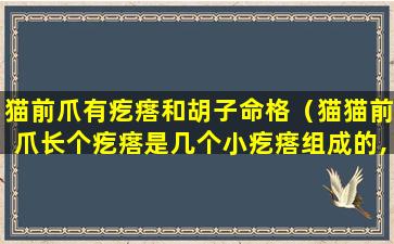 猫前爪有疙瘩和胡子命格（猫猫前爪长个疙瘩是几个小疙瘩组成的,疙瘩上都有毛）